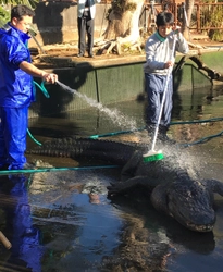 年末の風物詩！ワニの背中を“ゴシゴシ”ブラッシング！ 熱川バナナワニ園、恒例の「ワニ池大掃除」を12/27実施