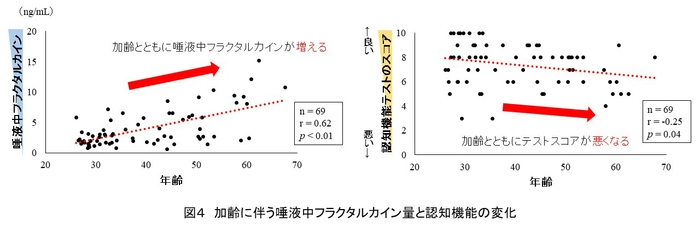 図4　加齢に伴う唾液中フラクタルカイン量と認知機能の変化