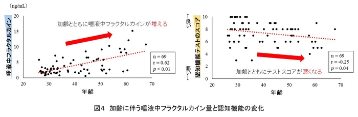 図4 加齢に伴う唾液中フラクタルカイン量と認知機能の変化