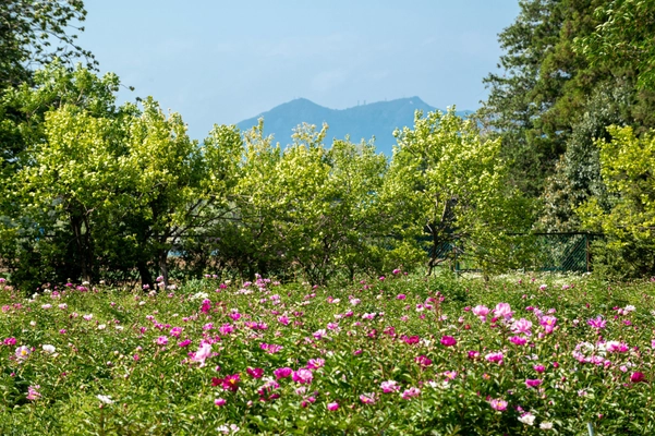 満開のシャクヤクがフィナーレを飾る「つくば牡丹園」　 今年も閉園まで残りわずか　 「PEONY GARDEN(ピオニーガーデン) 2024」 5月19日(日)まで