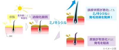 過酸化脂質が多い皮膚でのミノキシジル発毛作用を実証
