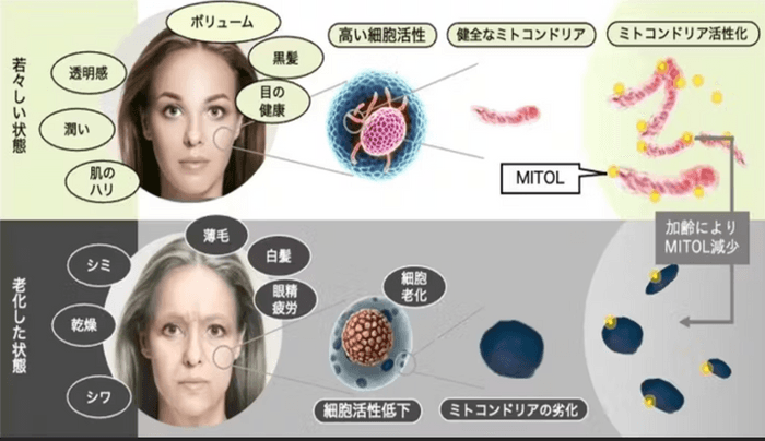 MITOLとミトコンドリアの関係と老化