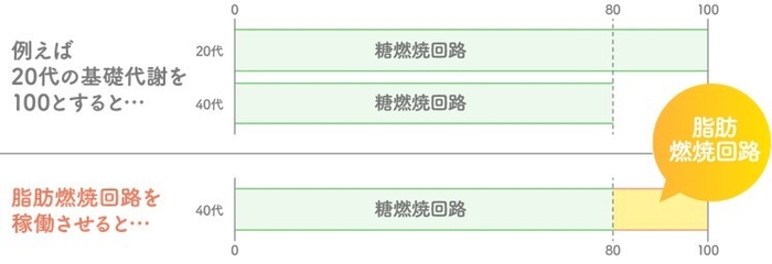 脂肪燃焼回路で基礎代謝が向上