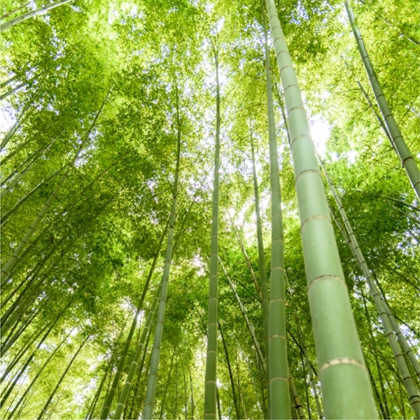 竹林イメージ