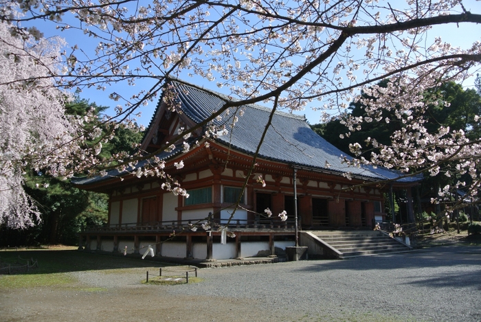 国宝・金堂と桜