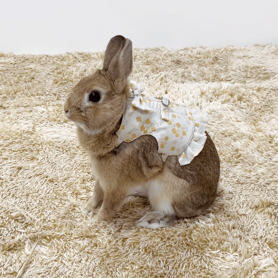 菜の花着用イメージ