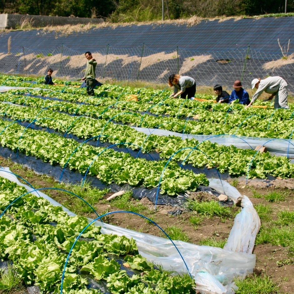 産地直送の旬菜の味を丸ごとご堪能。