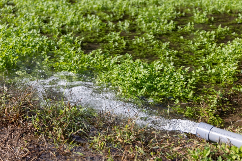 きれいな地下水を引き込んだせり田
