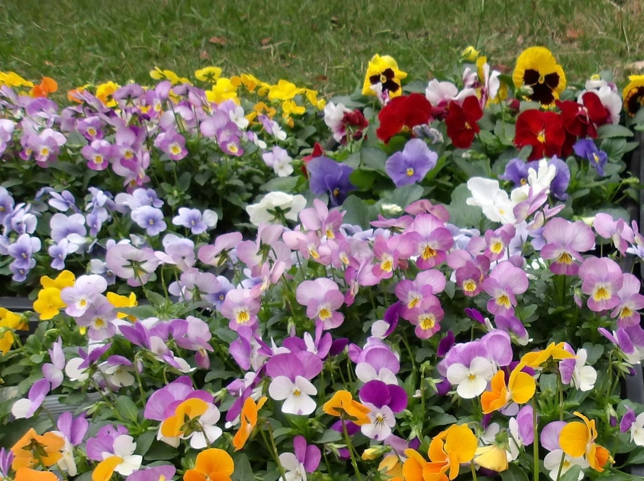 寄せ植え(イメージ)