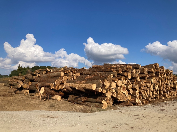 里山の伐採木