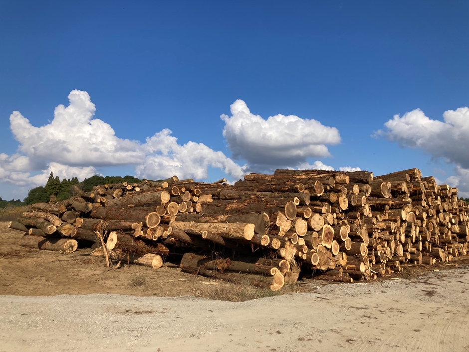 里山の伐採木