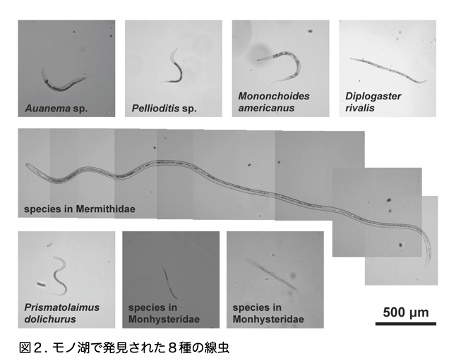 図2(極限環境の湖からヒトの500倍のヒ素耐性を持つ線虫を発見)
