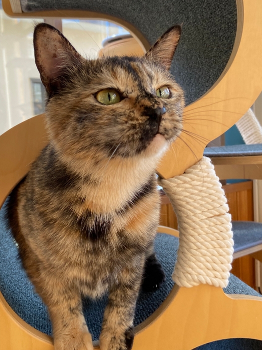 お泊り猫の様子(13)