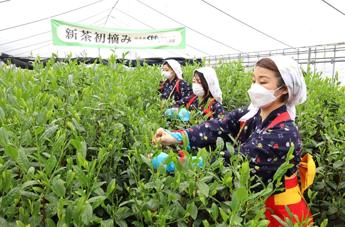 新茶の初摘み風景(昨年の写真です。)