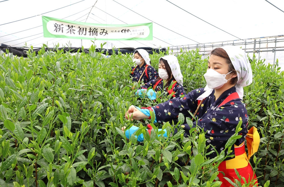 新茶の初摘み風景(昨年の写真です。)