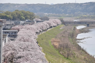 ～今年も福生の桜が春を彩る！ 今年はメインイベントの会場を変更して開催～　 「第42回ふっさ桜まつり」を開催しています！