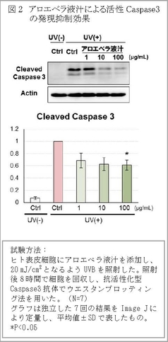 図2 アロエベラ液汁による活性 Caspase3の発現抑制効果