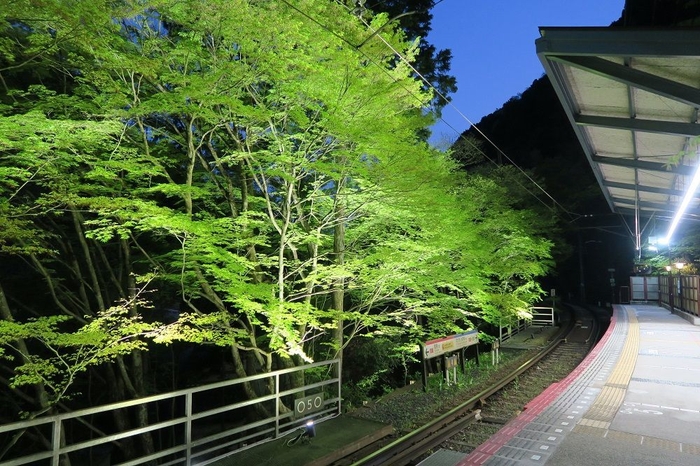  貴船口駅「青もみじ新緑ライトアップ」の様子