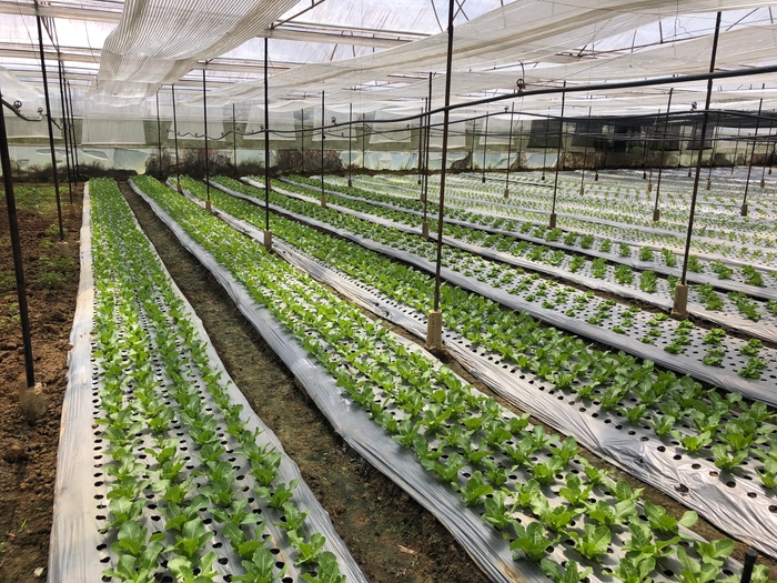 グリーンハウスでの野菜づくり