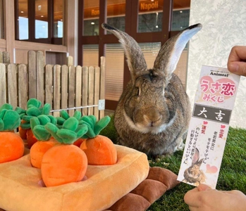 今年の干支である「うさぎ」に恋の行方を占ってもらう 「うさ恋みくじ」イベントを2/20より土日祝日限定で開催！ ～アニミルお台場店・心斎橋店に新しい仲間も登場！～