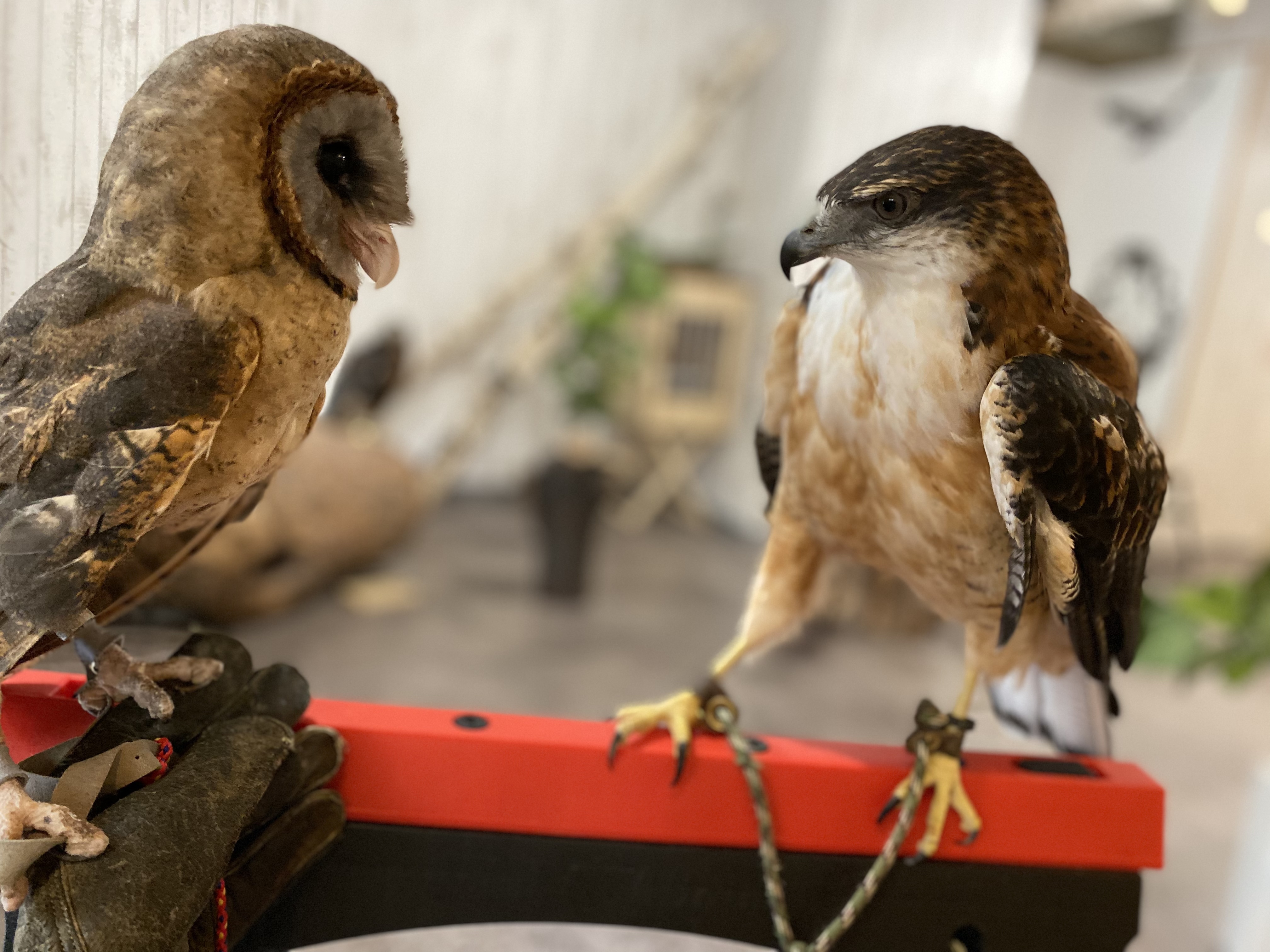 大阪・難波の猛禽類カフェ「ラプターランドシャベル」の 人気No.1を