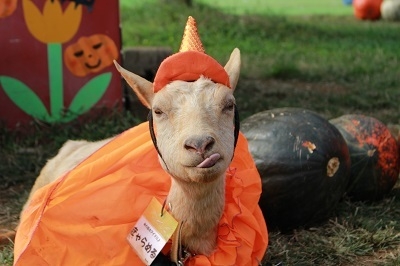 可愛い魔女ヤギも登場!