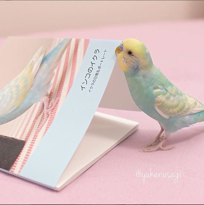 インコのイクラちゃん