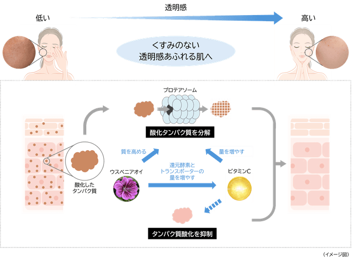 くすみのない透明感あふれる肌へ導くメカニズム