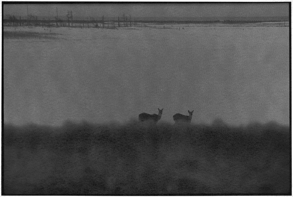 「鹿渡り」より 根室市風蓮湖 2018