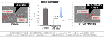 図4 マイトリガーゼの減少による細胞移動速度の低下