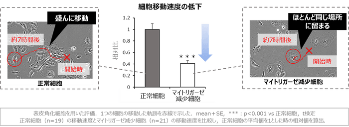 図4 マイトリガーゼの減少による細胞移動速度の低下