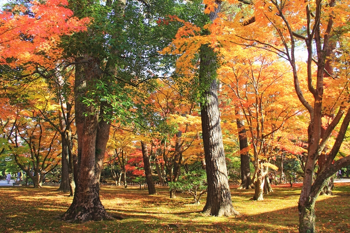紅葉イメージ(訪問箇所周辺/兼六園)