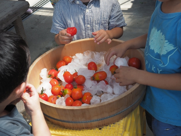 キンカントマト②