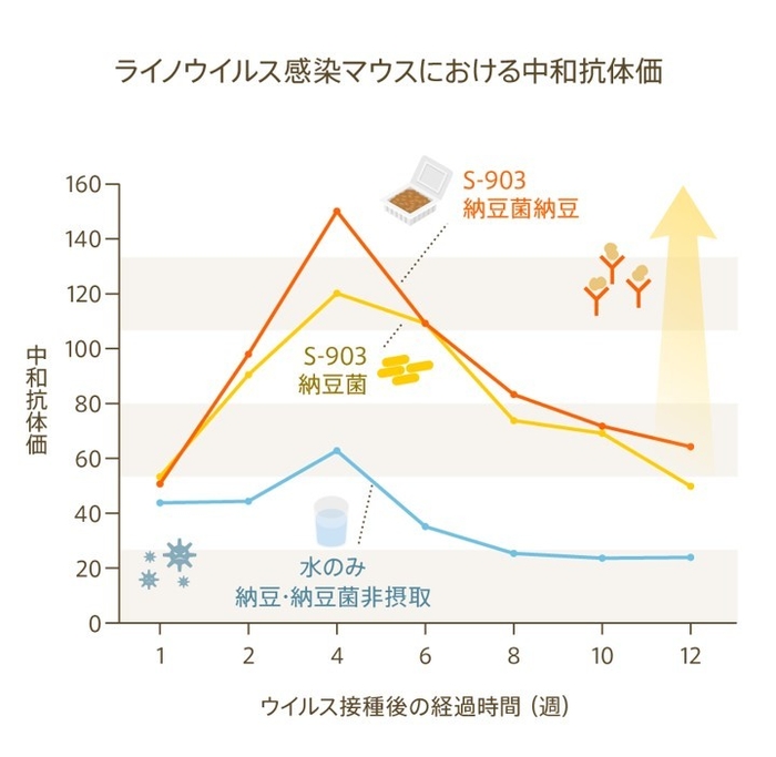 グラフ：ライノウイルス感染マウスにおける中和抗体価