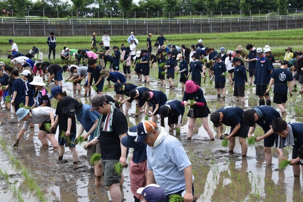 水田いっぱいに広がって田植えをする参加者