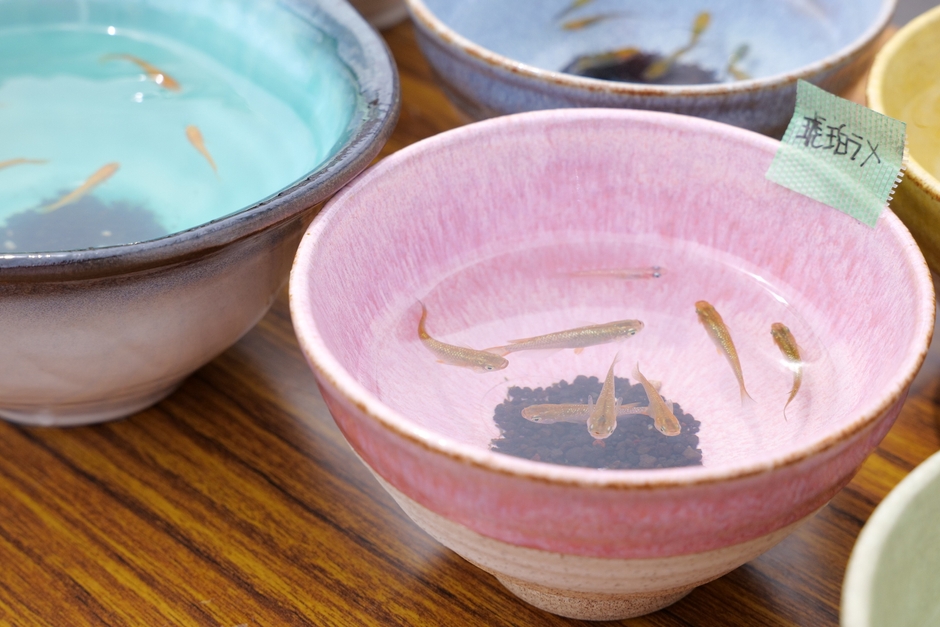 陶器とメダカのコラボ