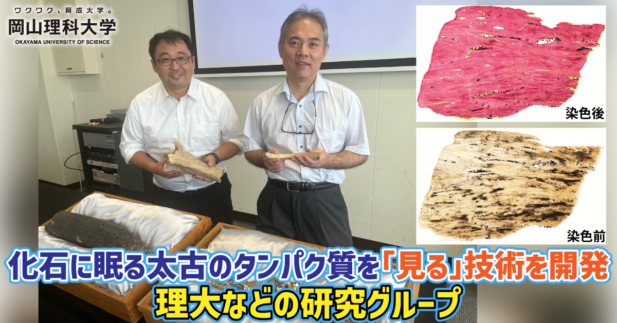 【岡山理科大学】化石に眠る太古のタンパク質を「見る」技術を開発　理大などの研究グループ／世界初の手法　恐竜化石にも応用可能