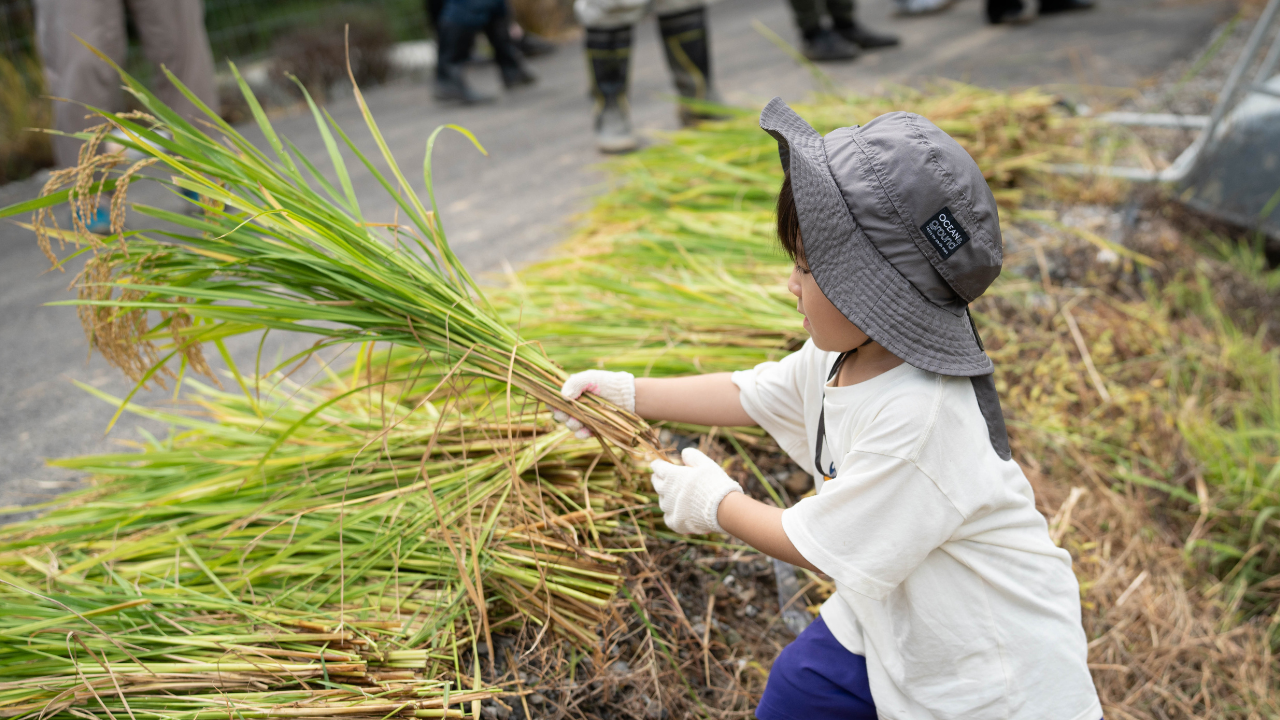 和歌山県日高町「小浦チャレンジファーム」、地域住民と共に自然循環型「れんげ米」の稲刈りイベントを実施
