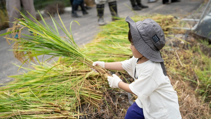 和歌山県日高町「小浦チャレンジファーム」、地域住民と共に自然循環型「れんげ米」の稲刈りイベントを実施