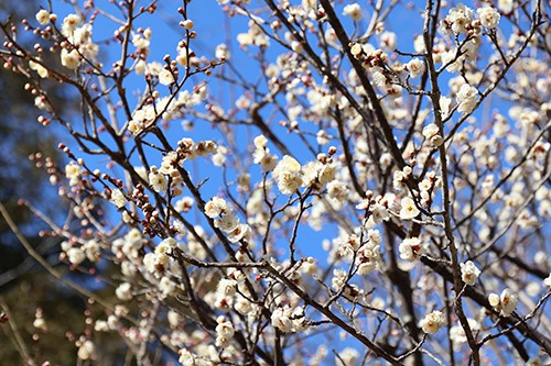 「梅まつり」開催　2/7 (土)～3/8 (日)
