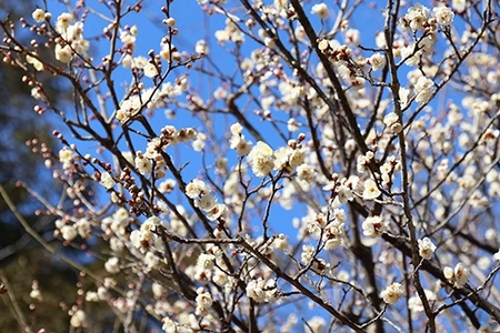 「梅まつり」開催　2/7 (土)～3/8 (日)