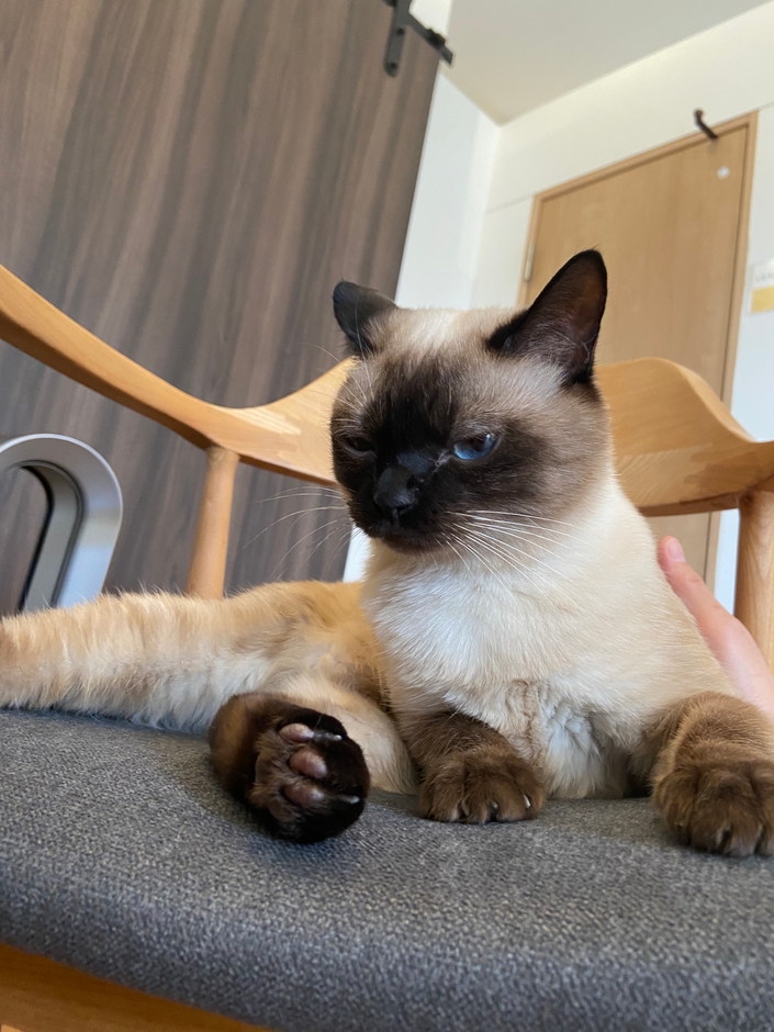 お泊り猫の様子(10)