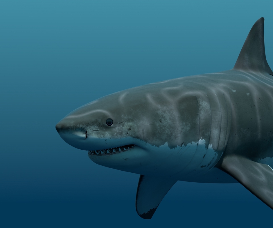 VR水槽_3 ※画像はイメージです。