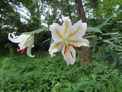 ヤマユリ