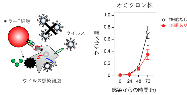 図1：T細胞の抗ウイルス機能評価系（T細胞によるウイルスの複製阻害効果を定量する方法）