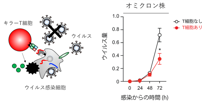 図1：T細胞の抗ウイルス機能評価系（T細胞によるウイルスの複製阻害効果を定量する方法）