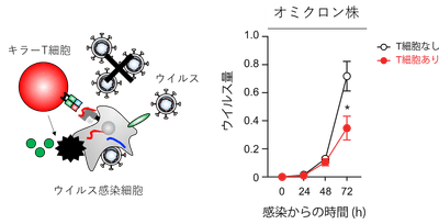 図1:T細胞の抗ウイルス機能評価系(T細胞によるウイルスの複製阻害効果を定量する方法)
