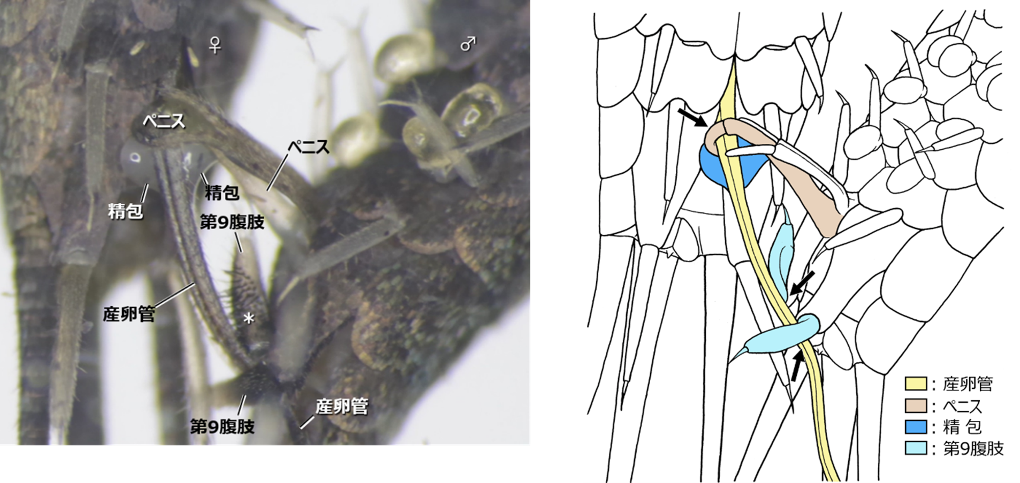 図5 コジマイシノミの配偶行動(腹面)。 実際の配偶行動の画像(左)とそれを元にした描画(右)。 雄は先端が鈎状となったペニスと第9腹肢(第9腹節の腹肢)を用いて雌の産卵管を把握する(右図矢印)。この状態で、雄はペニスの先端より精包を産卵管の上に放出し、雌は産卵管の隙間から精包を吸い取るという「直接移精」を行う。