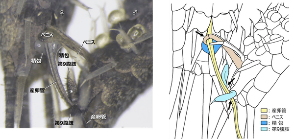 図5 コジマイシノミの配偶行動(腹面)。 実際の配偶行動の画像(左)とそれを元にした描画(右)。 雄は先端が鈎状となったペニスと第9腹肢(第9腹節の腹肢)を用いて雌の産卵管を把握する(右図矢印)。この状態で、雄はペニスの先端より精包を産卵管の上に放出し、雌は産卵管の隙間から精包を吸い取るという「直接移精」を行う。