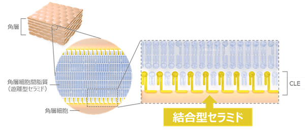 図１　角層における結合型セラミドの局在イメージ